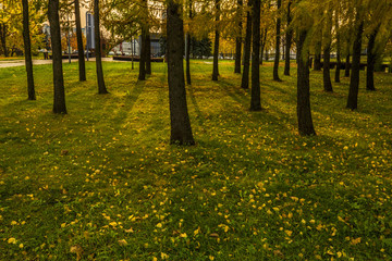 The trees in a park on an autumn evening.