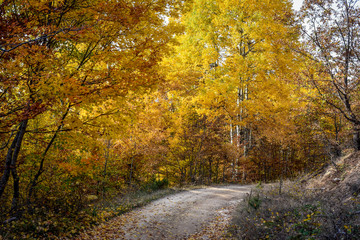 Colorful autumn nature landscape and path in a forest
