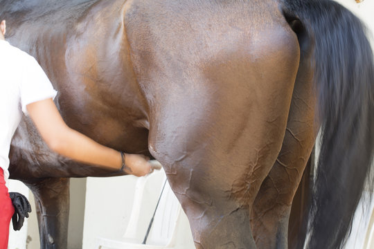 Woman Grooming a Horse in Ranch