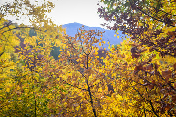 Colorful autumn landscape on a mountain