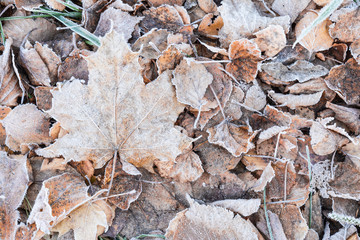 fallen dry leaves covered with hoarfrost