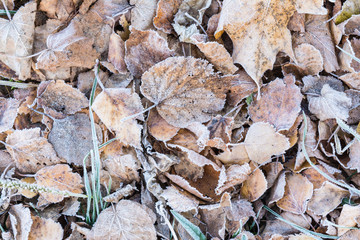 fallen dry leaves covered with hoarfrost