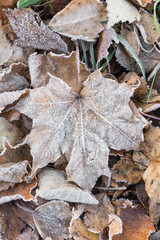 fallen dry leaves covered with hoarfrost
