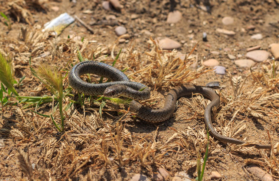 Snake (Dolichophis caspius)