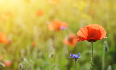 Red poppy flowers blooming in the green grass field with sun light, floral natural spring...