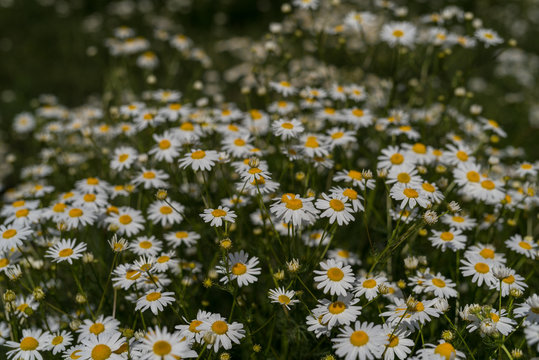 G&auml;nsebl&uuml;mchen
