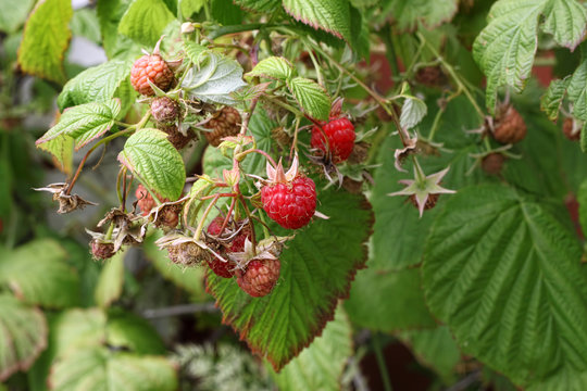 Branch of raspberries with berries