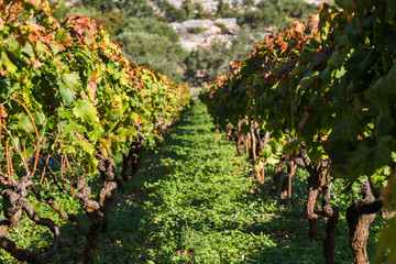 Fototapeta na wymiar Posip grapes being grown in Cara