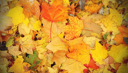 Bright autumn background from fallen leaves of maple