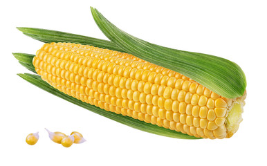 Fresh corn with leafs isolated on white background with clipping path