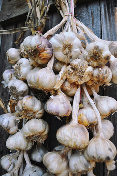 Hanging garlic
