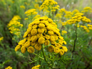 Kwitnące kwiaty maruny w jesieni