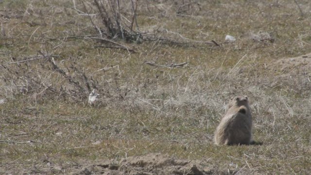 gopher is heated under beams of the spring sun