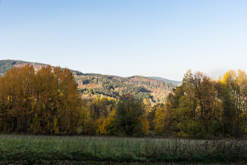 Summer landscape of young green forest