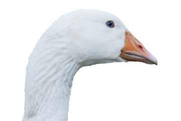 Goose isolated