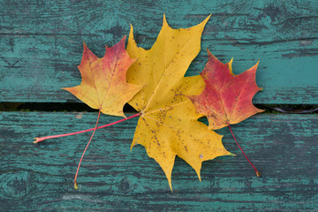 Obraz premium Colorful maple leaves in the autumn on a blue-green colored bench in the park