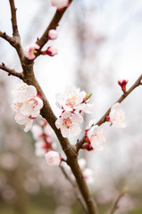 Obraz premium Flowering apricot tree