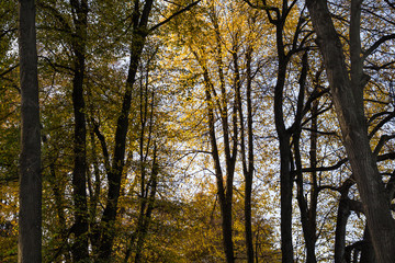 Forest spring nature landscape in sunny spring weather.