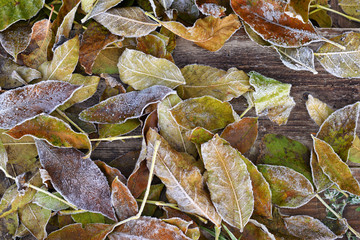 Leaves on wooden boards covered with hoarfrost in late autumn background.