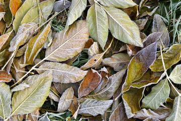Leaves on the ground are covered with hoarfrost in late autumn background.