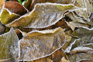 Leaves on the ground are covered with hoarfrost in late autumn background. Close-up.