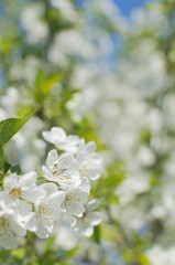 Obraz premium Blooming Tree Closeup