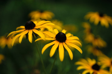 Rudbeckia flower in Abkhazia