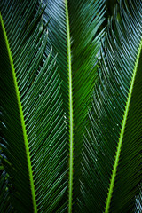 Green leaf texture. Leaf texture background for desygn.