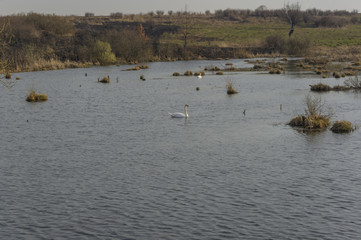 Swans on an old reservoir