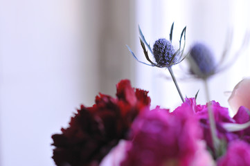 Background of beautiful spring flowers. Close-up