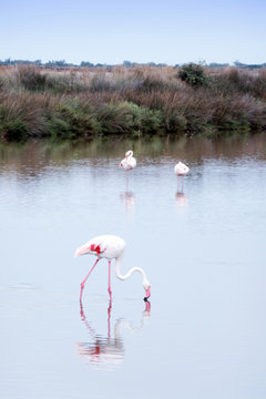 Flamingos in der Camargue; Frankreich