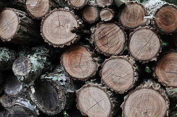 Wood logs gather moss