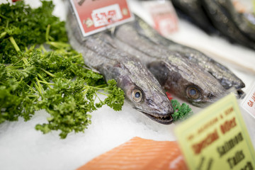 Ugly looking Fresh Hake fish with sharp teeth on ice with parsley, salmon and price labels on a market stall in England, United Kingdom