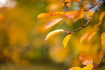 Yellow leaves in autumn cherry