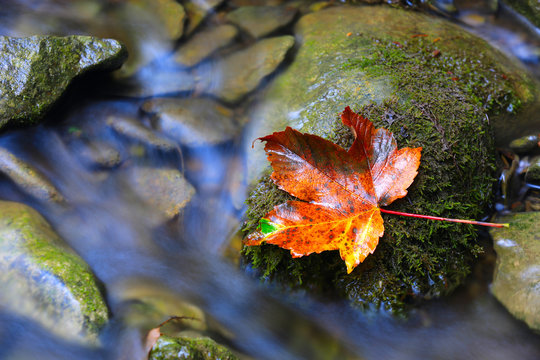 autumn leaf on stone near brook