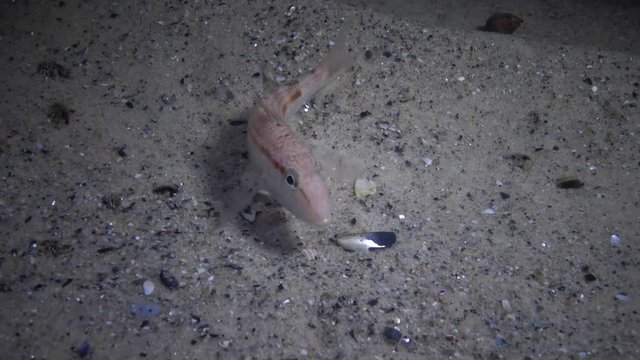 Sea fish Red mullet (Mullus barbatus) lies on the bottom