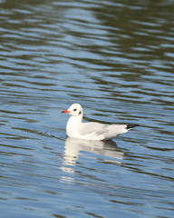black-headed gull