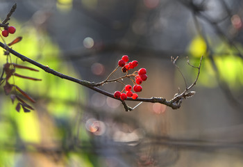 Backlit red rowan berries in a late October morning light in Helsinki, Finland on sunny cold morning.