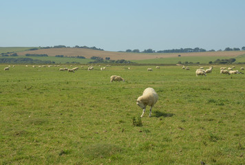 Obraz premium Sheeps on the maedow, Seven sisters, United Kingdom