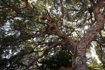 Big cork tree with sunlight