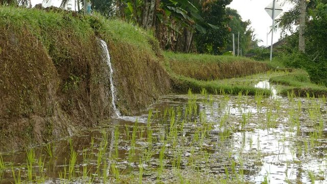 Natural irrigation system at rice terrace