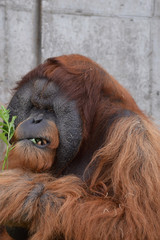 Orangutan in the outdoors