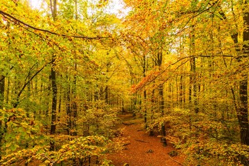 golden autumn forest in soutern germany