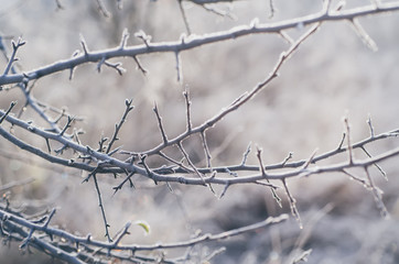 Frozen tree branch, abstract natural vintage winter background