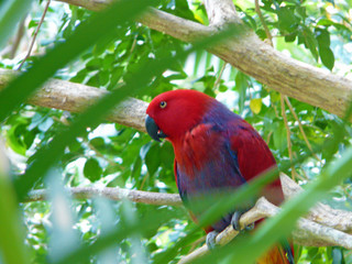 Eclectus Parrot
