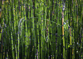 The stems of horsetail ferns resemble bamboo and create a natural background of abstract lines.