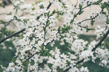 Blossoming of cherry flowers in spring time, natural seasonal floral background