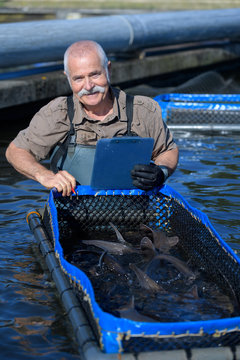 fish farmer with fresh harvested fish