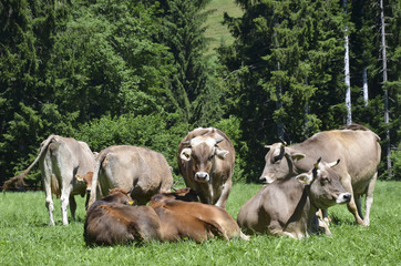 swiss brown cows herd