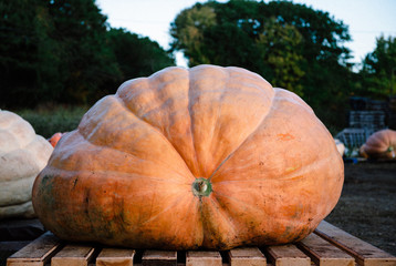 Giant pumpkin on display at a pumpkin growing contest
